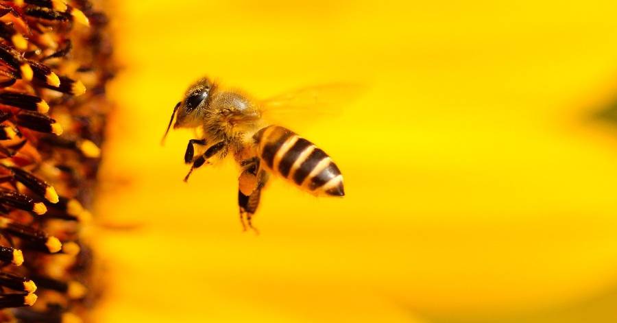 Hérault - 600 espèces d'abeilles sauvages découvertes dans l'Hérault !