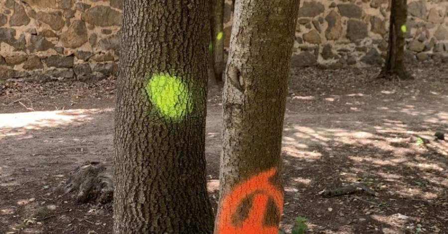 Marseillan - Une revitalisation des arbres du parc Gaujal est en cours