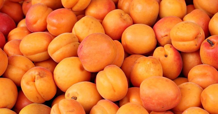 Marseillan - Toutes les infos sur les marchés de Marseillan !