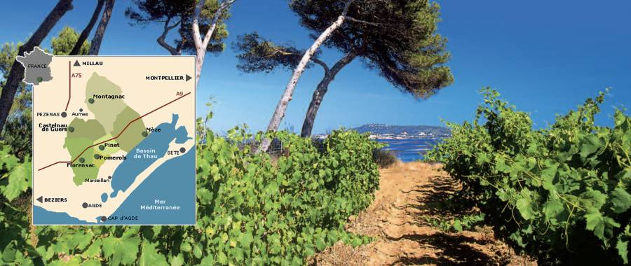 Pinet - AOP Picpoul de Pinet : des nouvelles du terroir de la mer