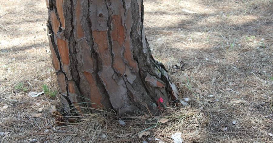 Cap d'Agde - Que se passe t-il au camping de la Tamarissière ?