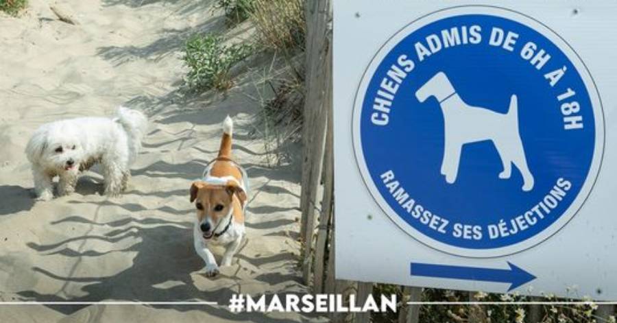 Marseillan - La plage du domaine de Vassal (Entrée 76 & 77) autorisée aux chiens !