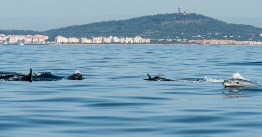 Cap d'Agde - Journée mondiale des dauphins le vendredi 23 juillet !