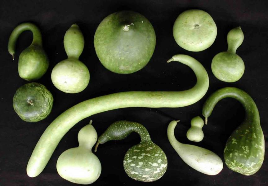 Bessan - Les Bessanais invités par la municipalité à planter des tuques et des courges