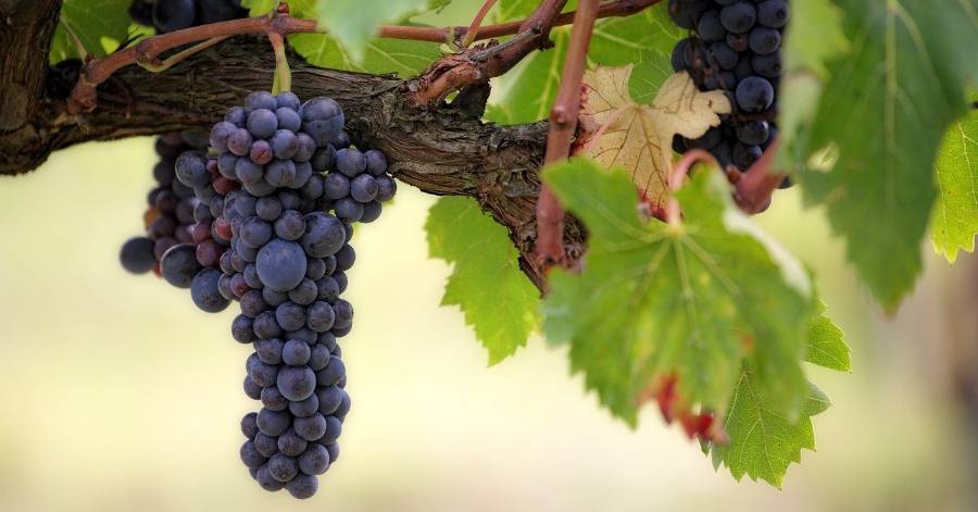 Occitanie - Des vendanges historiquement basses en 2021 !