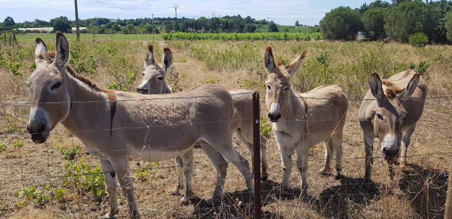 Bessan - Clin d'œil avec de bons ânes chargés du débroussaillement aux Mègeries