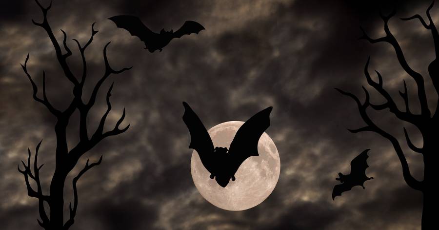 Pézenas - Le 3 septembre c'est la Nuit internationale de la chauve-souris !