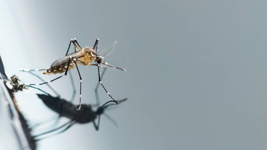 Bessan - La lutte contre le moustique tigre dépend également de son action à domicile