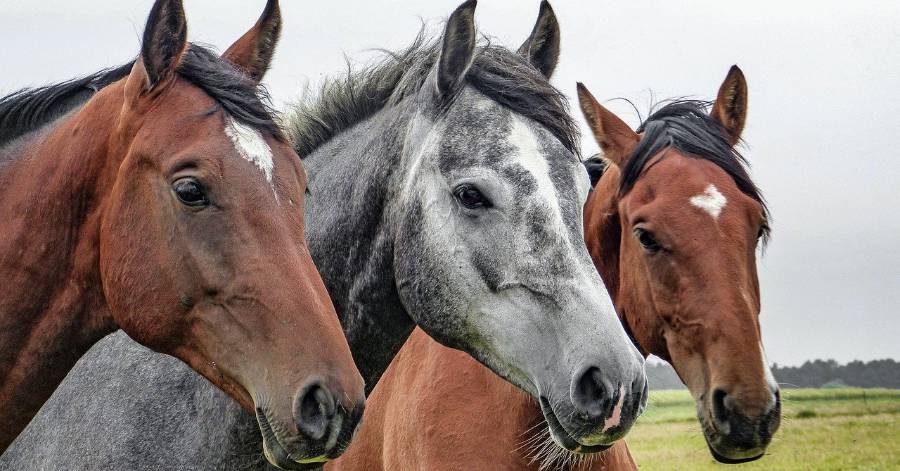 Montagnac - 19 septembre : Journée du Cheval aux écuries de l'Olivier !
