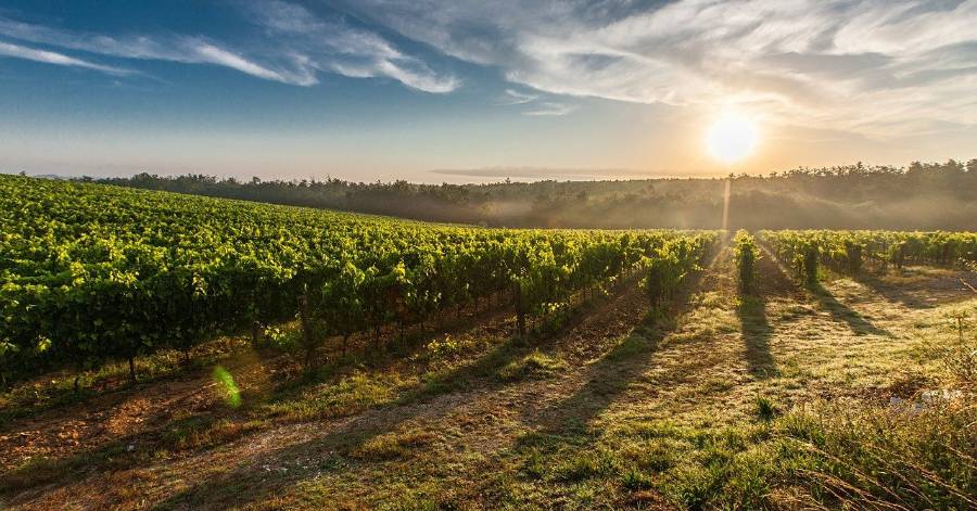 Agde - Vignobles & Découvertes durant un Fascinant Week end !