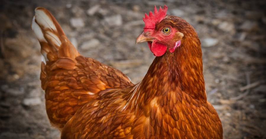 Bessan - La mairie va donner deux poules à cinquante familles volontaires !