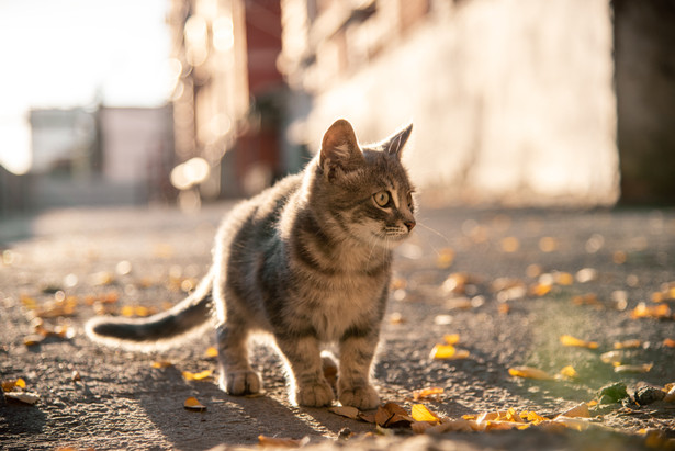 Bessan - Dès ce 25 octobre, une campagne de stérilisation des chats errants pour limiter leur prolifération