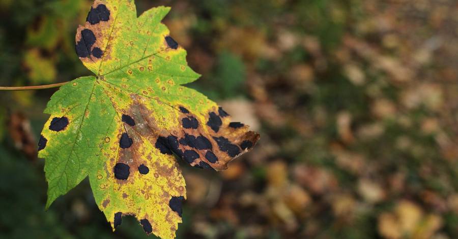 Hérault - Néonicotinoïdes, un débat qui réduit la nature à sa valeur financière