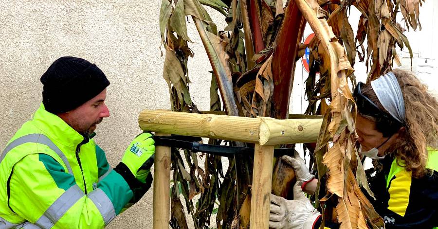 Saint-Thibéry - Espaces verts : tuteurage d'un bananier à Saint-Thibéry !