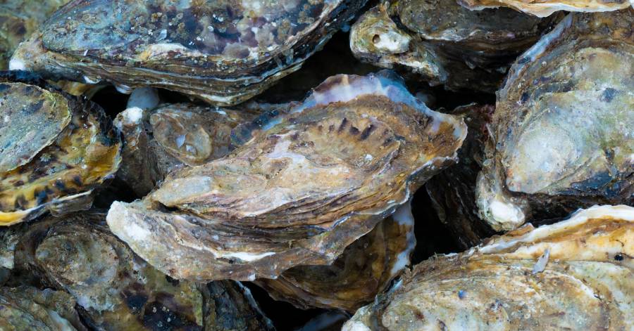 Hérault - Levée des restrictions sur les coquillages de l'étang de Thau !