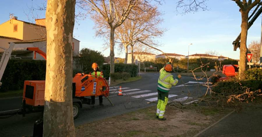 Cap d'Agde - Les élagueurs au travail avant la saison au Cap d'Agde