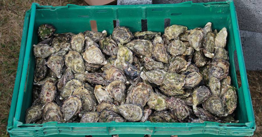 Hérault - Huîtres et algues : partenaires pour le meilleur et pour le pire dans un océan en mutation