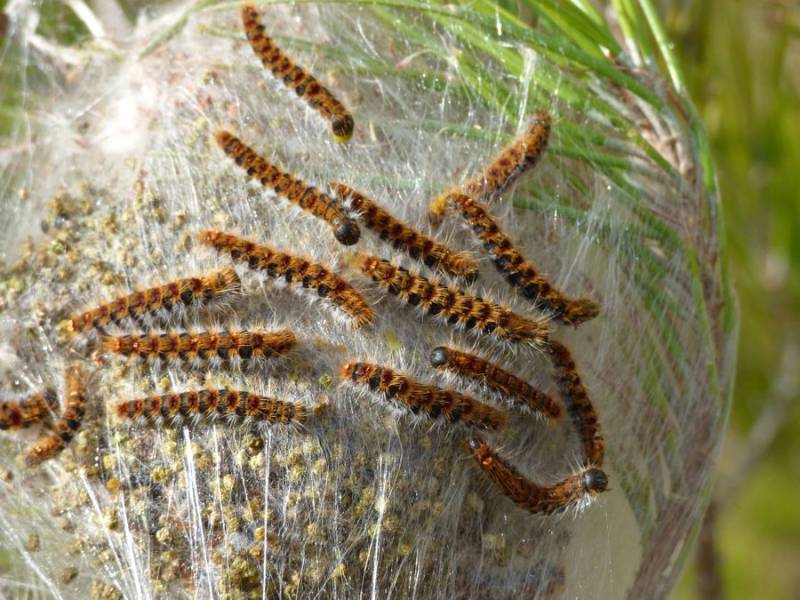 Bessan - Les chenilles processionnaires arrivent et avec elles leur lot de désagréments