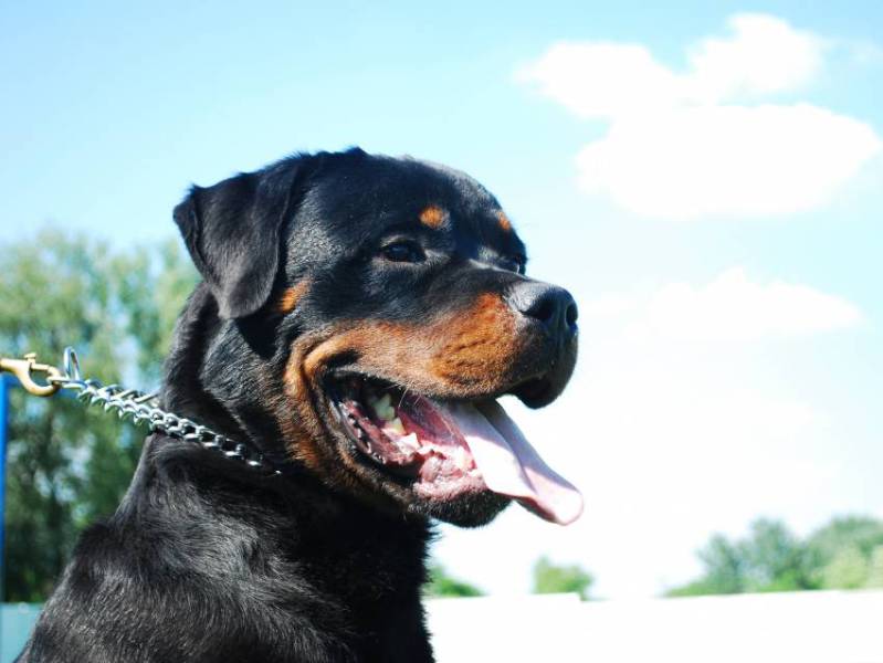 Bessan - Les chiens à risques sont à déclarer auprès de la police municipale