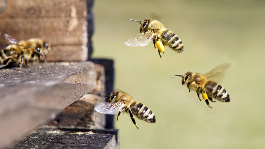 Bessan - Une rencontre autour de l'apiculture dans le prolongement de Tuque en Fleurs