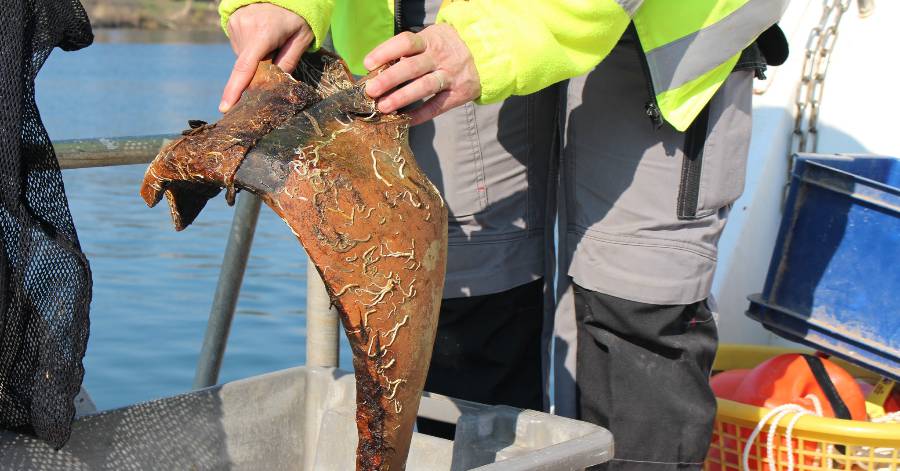 Agde - Archéologie : ce que nous révèle le fleuve Hérault à Agde !