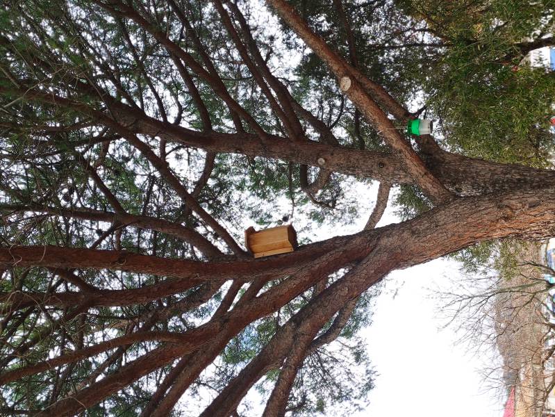Bessan - Les nichoirs du centre de loisirs sont occupés par des volatiles ravis de leurs gîtes