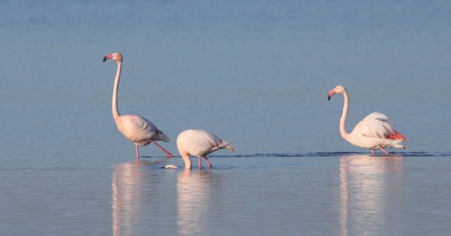 Marseillan - Concours photos Biodiversité locale à Marseillan !