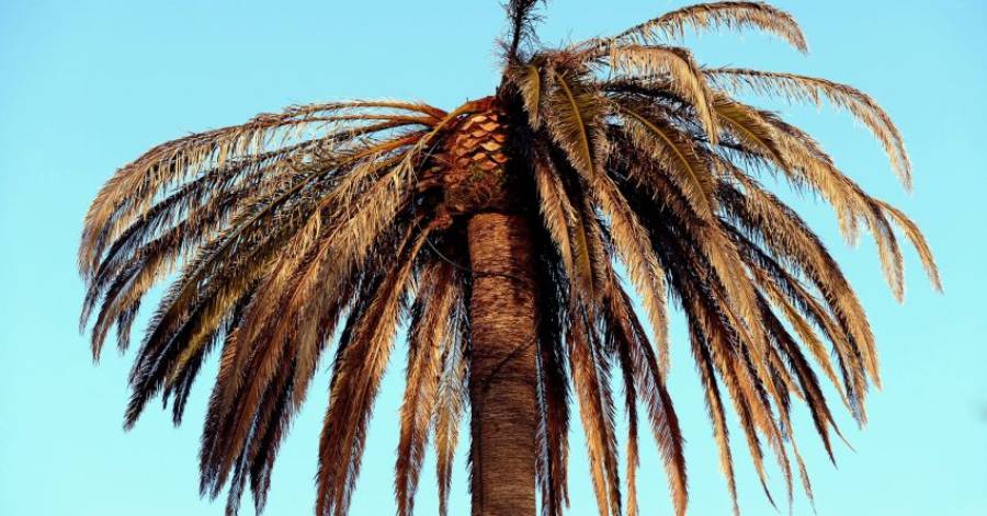 Marseillan - La Ville de Marseillan veut sauver ses palmiers !