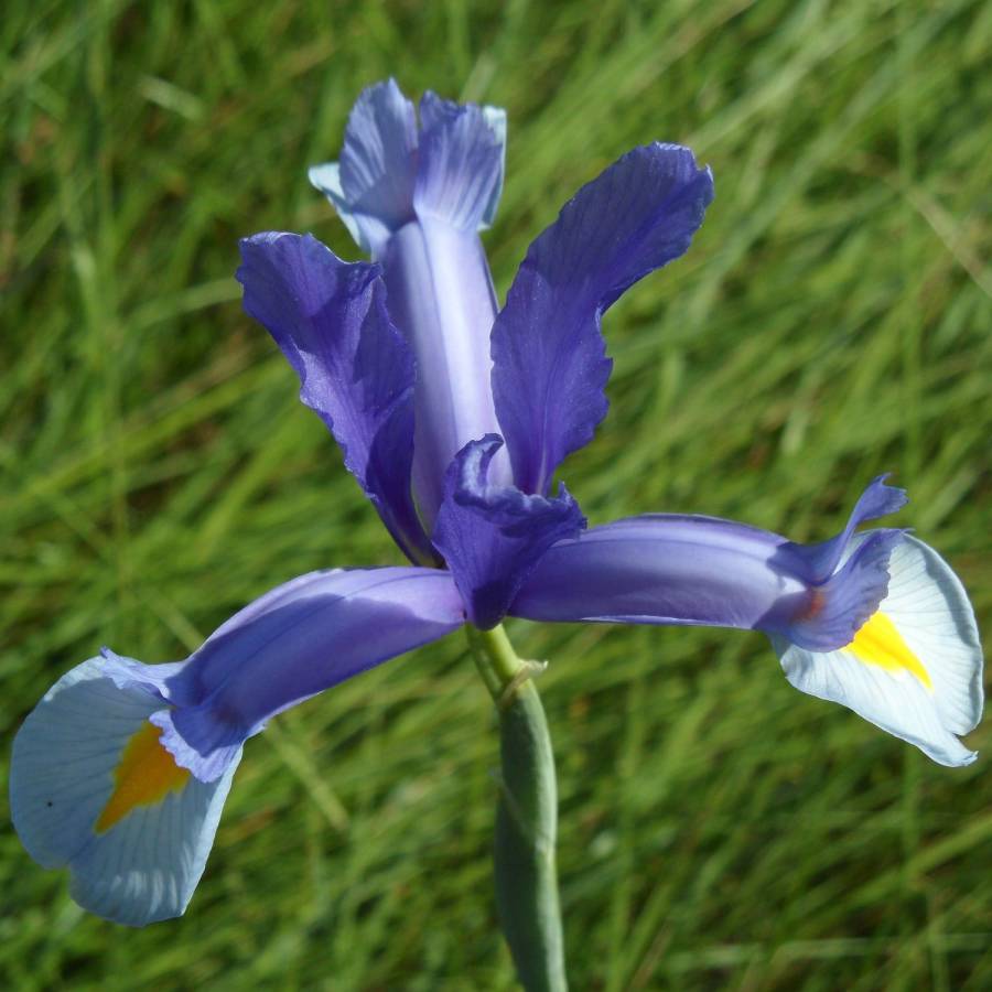 Portiragnes - Un trésor écologique inestimable : l'Iris d'Espagne !
