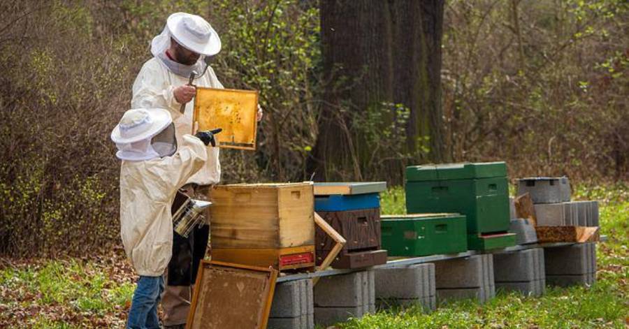 Hérault - L'apiculture dirigée par les données et les modèles