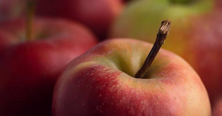 Occitanie - Interbio Occitanie, relai régional du Printemps Bio en Occitanie