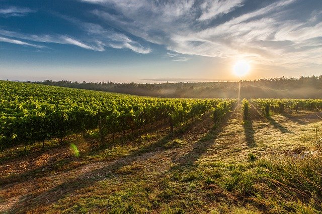 Hérault - Une belle balade épicurienne au cœur de leur vignoble !