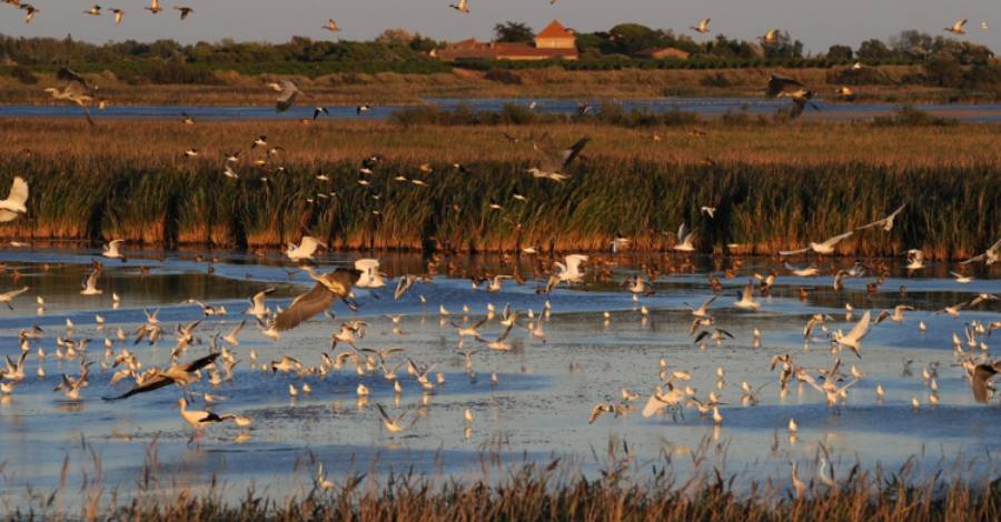 Agde - A la découverte des oiseaux du Bagnas à Agde ! C'est jusqu'au 25 juin.
