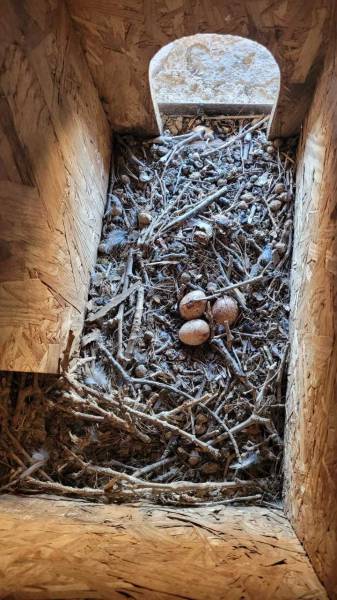 Bessan - Un couple de faucons crécerelles élit domicile dans le clocher de l'église Saint-Pierre