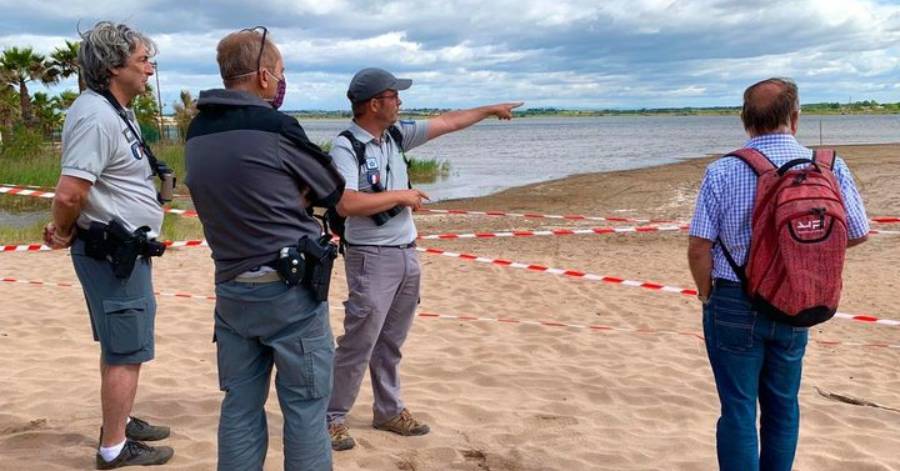 Portiragnes - Une mauvaise année pour les oiseaux nicheurs sur le littoral.