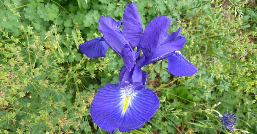 Portiragnes - Environnement : l'Iris d'Espagne est en fleur à la Grande Maïre !