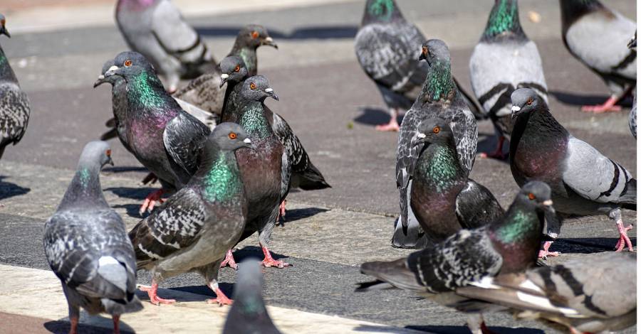 Pézenas - Effarouchement d'oiseaux à Pézenas jusqu'au 24 juin !