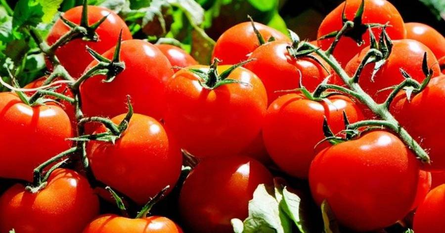 Saint-Thibéry - Découvrez les marchés des producteurs qui feront étape dans l'Agglo !