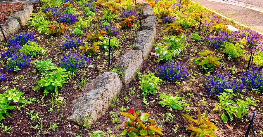 Pézenas - Une opération de plantations devant l'entrée du parking Boby-Lapointe