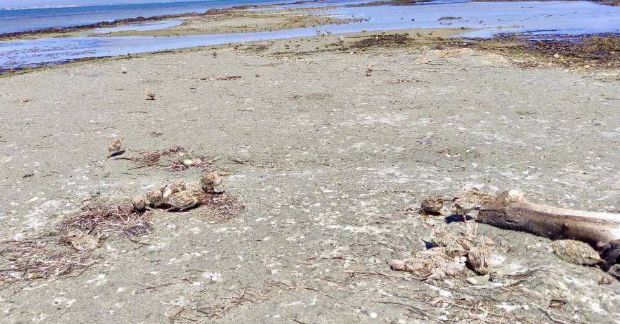Marseillan - Une cinquantaine de poussins de Sterne naine sur les tocs !