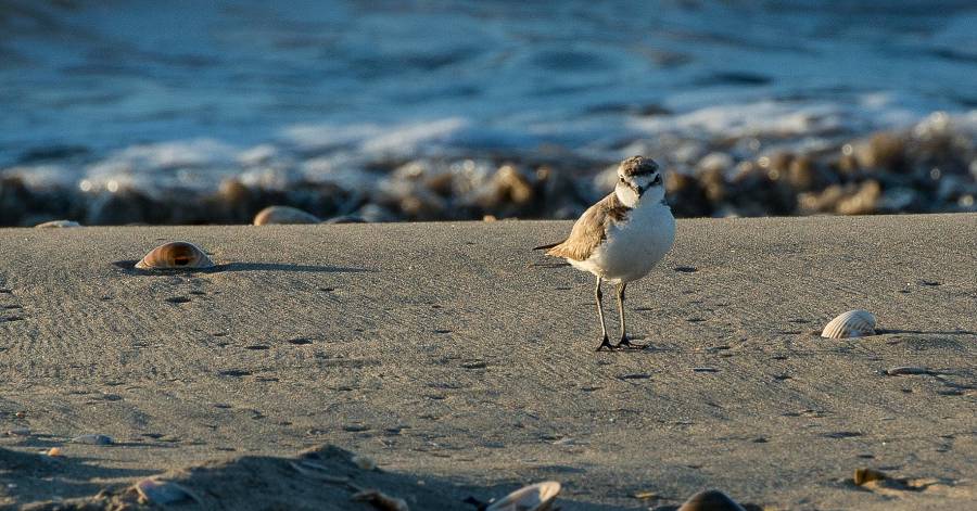 Cap d'Agde - Des photos de Gravelots à collier interrompu au Cap d'Agde