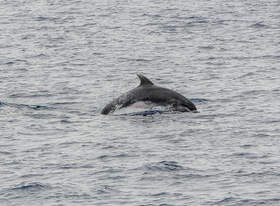 Cap d'Agde - Rencontre avec les grands dauphins au large du Cap d'Agde