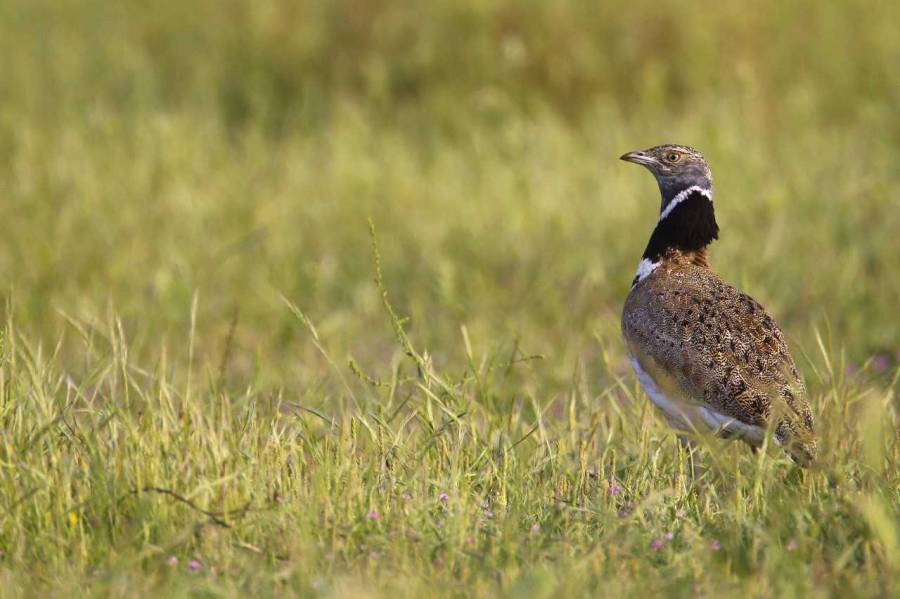 Bessan - Un nouveau comptage des outardes canepetières sur le plateau des Mègeries