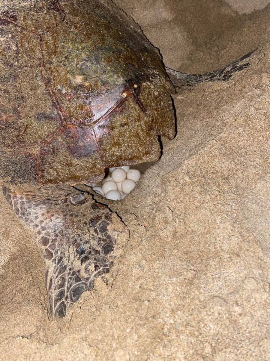 Cap d'Agde - Les œufs pondus par la tortue caouanne ce week-end ont besoin de vous !