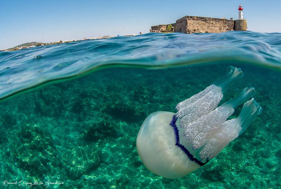 Cap d'Agde - Découvrez les méduses Poumons de mer du Cap d'Agde !