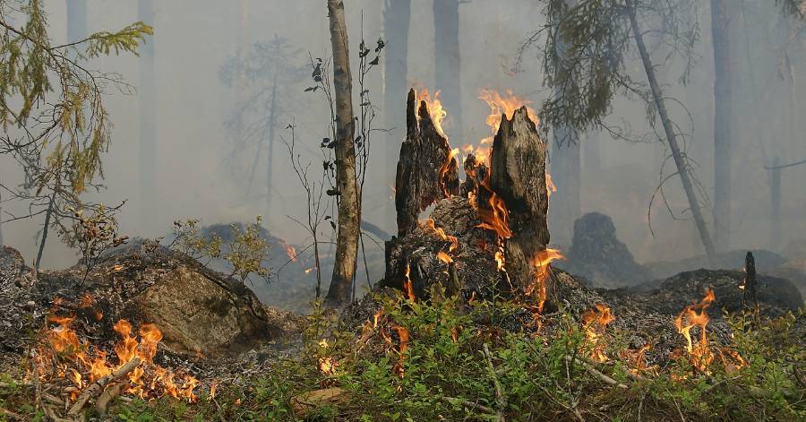 Hérault - Feux de forêt : 3 massifs héraultais interdits d'accès !
