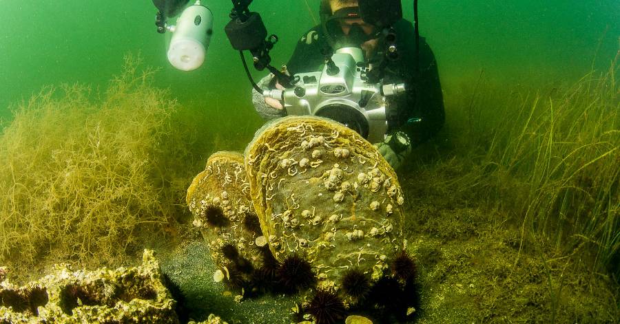Hérault - La Grande Nacre (Pinna Nobilis) est devenue rare en mer Méditerranée !