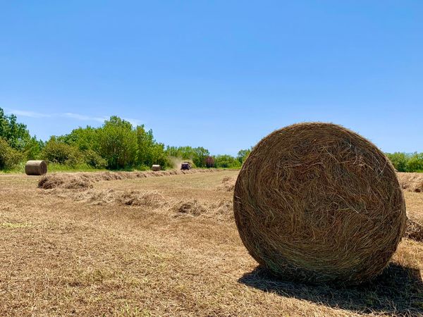 Agde - Agriculture : fauchage aux Verdisses !