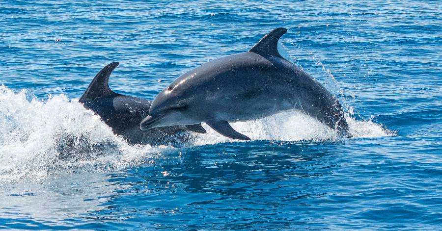 Cap d'Agde - Des rencontres toujours magiques avec les grands dauphins !