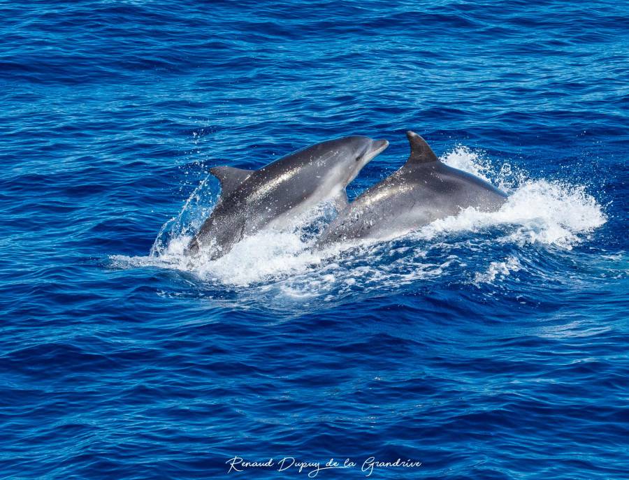Cap d'Agde - Des rencontres toujours magiques avec les grands dauphins !